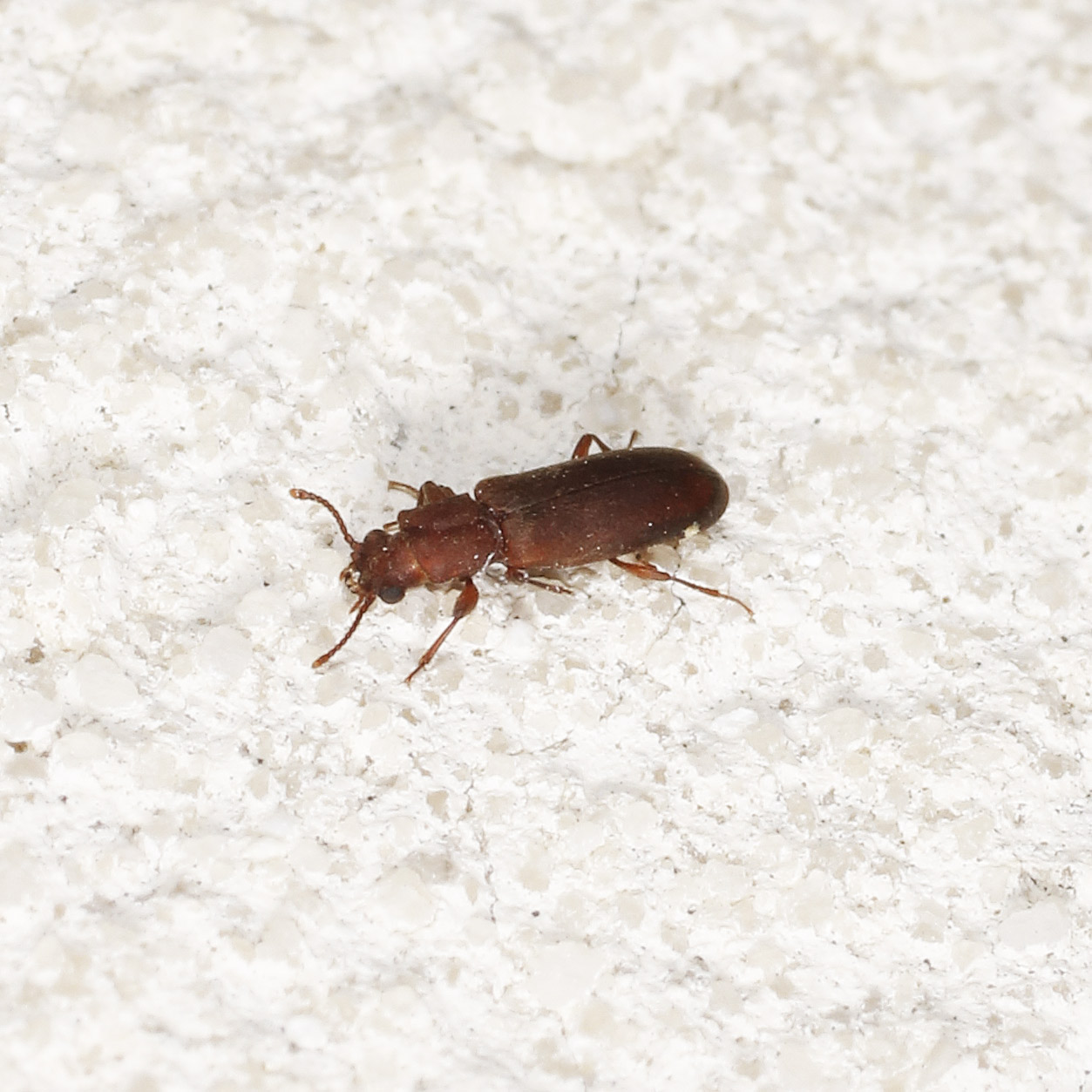 Bostrichidae: Trogoxylon impressum